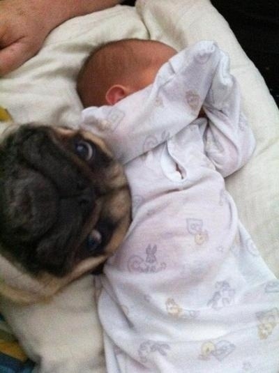 Porn photo karlmarxofficial:  catbountry:  Pugs.  are