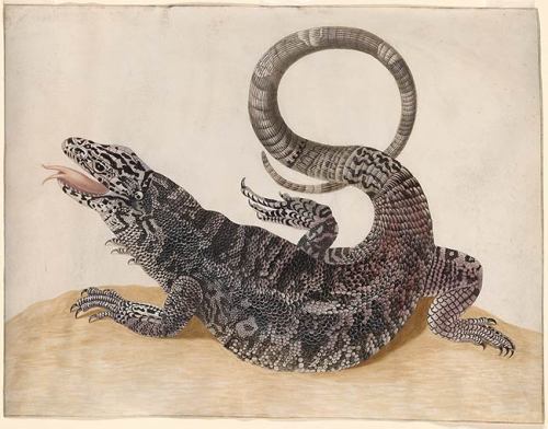 Maria Sibylla Merian, Black Tegu Lizard, 17th century. Pen and blank ink, transparent and opaque wat