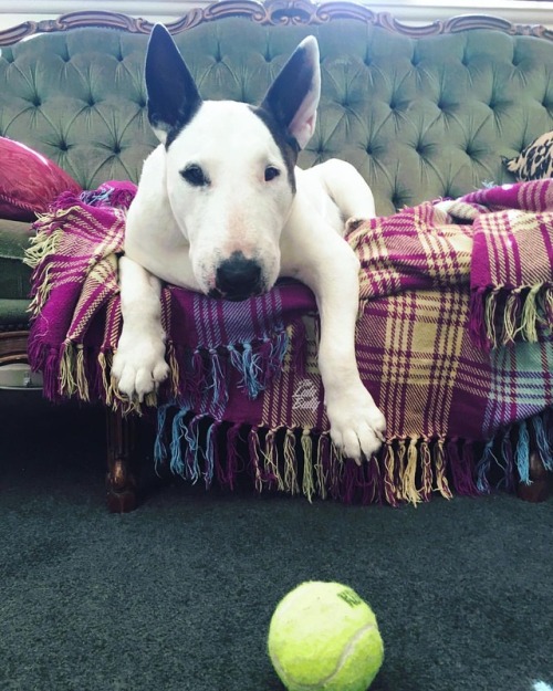 This is my ‘It’s closer to YOU. YOU get it!” stare. #proximityrules #bullterrier (