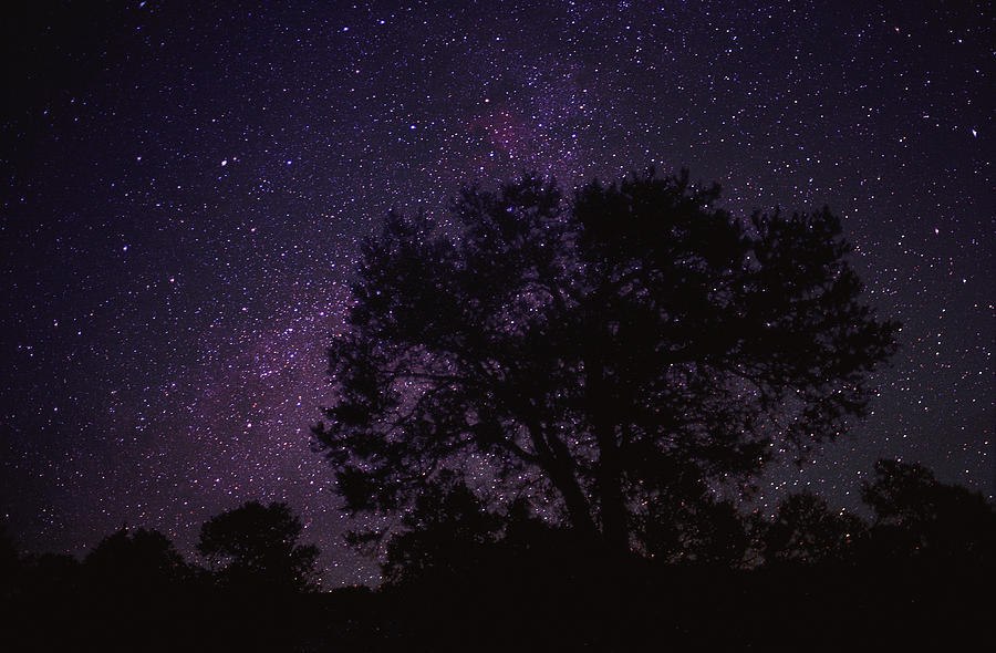 sumisa-lily: “… and in her starry shade Of dim and solitary loveliness, I learn’d