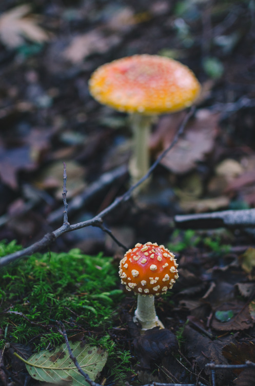 Button Amanita Prints