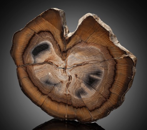 Petrified Wood SlabQuercus simulata, Miocene, Stinking Water Pass, Harney County, Oregon, USA (33.50