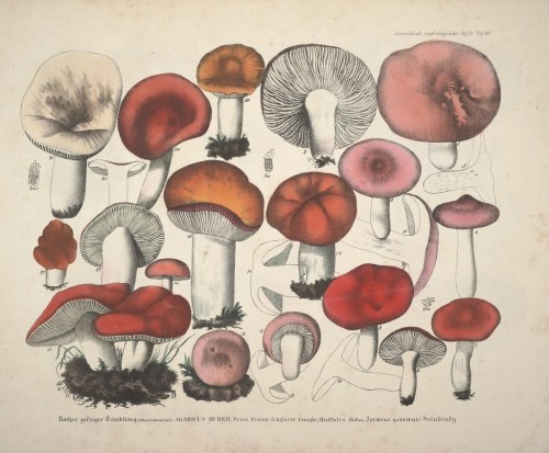 nevver:Fungi, Biodiversity Library