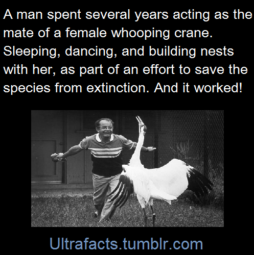 ultrafacts:    George Archibald was awarded the 贄,000 Lufkin Prize from National Audubon in recognition of his long career in conservation. It’s Archibald, as much as anyone, who is responsible for the whooping crane’s long, slow climb back from