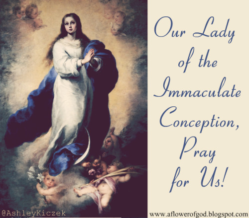 Our Lady of the Immaculate Conception, Pray for Us! aflowerofgod.blogspot.com/…/an-adv