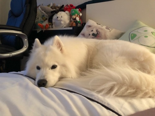 cloudthesamoyed:  sleeby