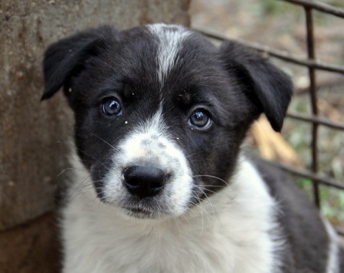 detourthroughlife:  PUPPIES. I WANT ONE SO BAD. 