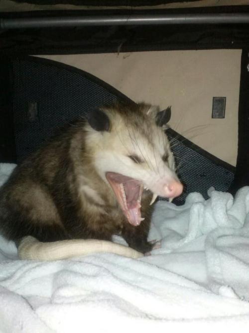 opossummypossum: Yawn…….Good night from Barley! (He used to live with Lea)(I&rsqu