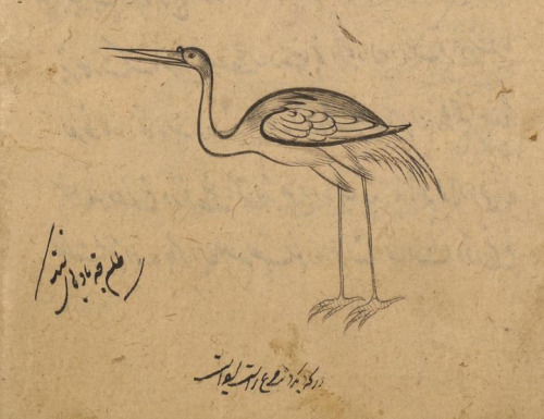 Omen bird, the heron, on LJS 414, Astrological compendium, fol. 152v. Written at the madrasah of ʻAl
