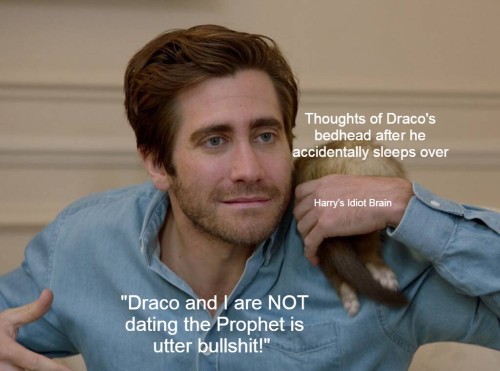 triggerlil: In which Harry is Jake Gyllenhaal and Draco is a knackered ferret.  Or where Lily makes 