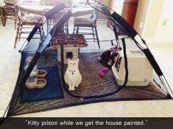 youvebeenkated:  maghrabiyya:  this is actually a very good idea, that prison looks fun and very comfy  yes i too would like to hang out in kitty prison. 