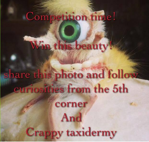 Hey guys! Due to the overwhelming popularity of the last post, the taxidermist from Curiosities from the 5th corner is holding a contest, and this little dude will be the giveaway prize. Check out Curiosities from the 5th corner and the Crappy...