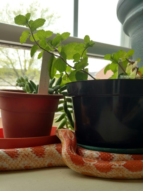 Aya really seems to like exploring the wonders of the windowsill.