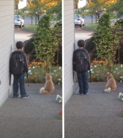 andrewbreitel: stunningpicture:  Our cat waits outside every morning to be with my son when he waits for the bus.  my heart 