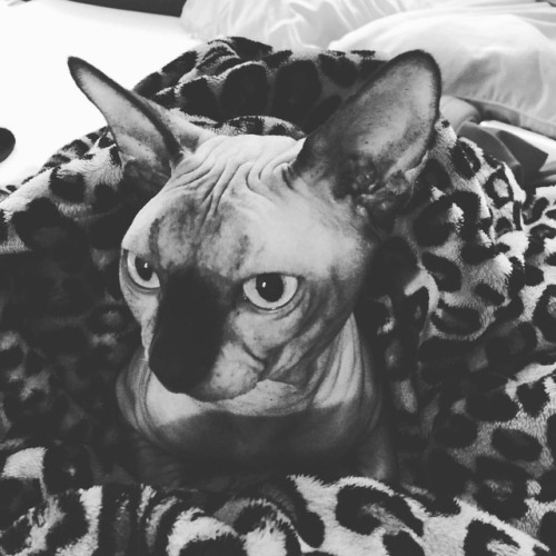 #GlitchtheSphynx #dirtychicken #sphynx #followme