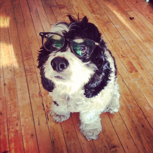 woodythedog:Rocking my new Warby Parkers!