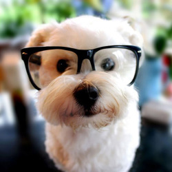 cute-overload:  Smart Dog :)http://cute-overload.tumblr.com 