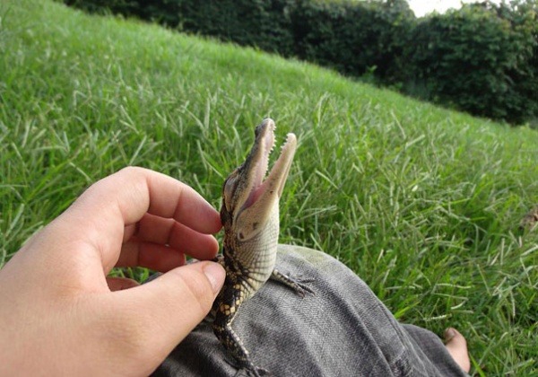 ibelievethesecondpart:  THE BABY ALLIGATOR LOOKS SO HAPPY THOUGH 