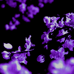 maasza-na:  ✿  K I L G R A V E  &amp;  A E S T H E T I C  ✿