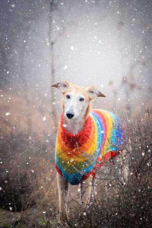 thedutchsighthound:  We really want snow so this photographer made it snow for me!