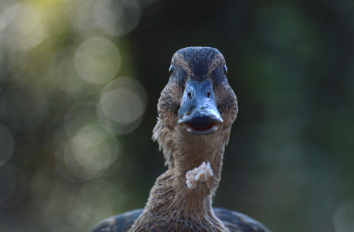 mallard