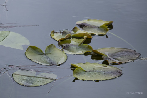 Lily Pads in a gentle rain: Grand Teton National Park, Wyomingriverwindphotography, June 2017