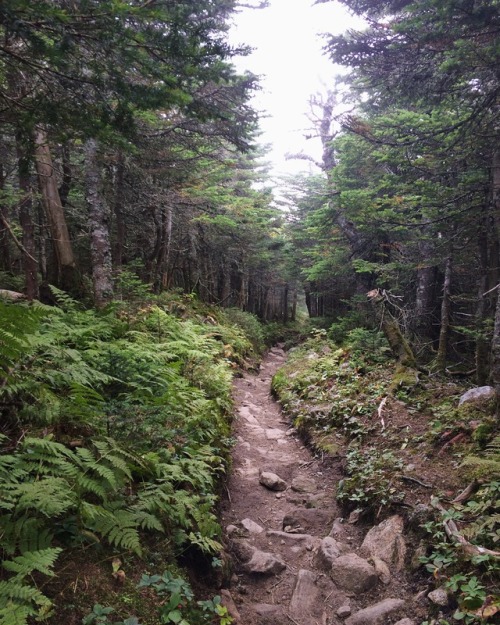 librarienne: Heading along Crawford Path, the oldest continuously used mountain trial in the United 