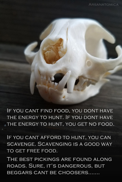 therestlesswitch: formaldehund: arsanatomica: Bones are interesting because you can sometimes read t