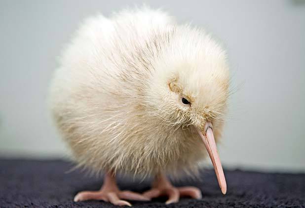 sixpenceee:Manukura is a white kiwi bird, the only known white kiwi in the world.