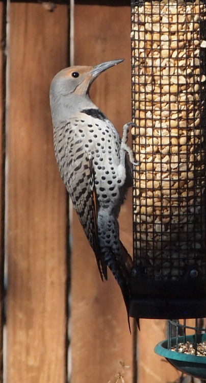 Female Red Shafted Northern Flicker - There is a breeding pair in the back yard habitat this winter.