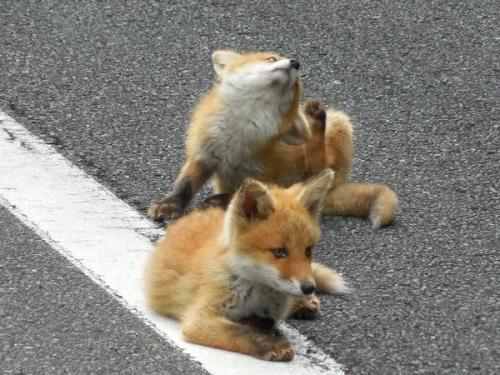 モリタエイイチ（発信専用）‏@lodgemotive   路上はキタキツネに占拠されていました。くつろぎ過ぎだろうｗちなこれ書いてる今ベランダに子狐が来てた、凄い偶然。