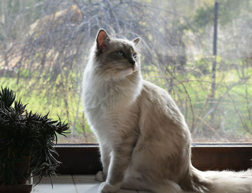 young-kitten:  isriana:  New photos of my pretty boy ♥ Nemo, ragdoll, 10 months  Ragdolls are soooooo cute! 