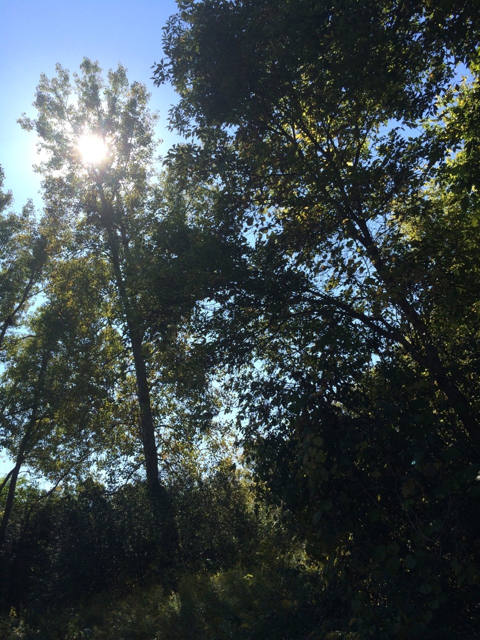 plantically:  from a walk in the forest earlier with harley :~)
