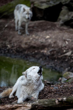 wolveswolves:  By John Dryzga 