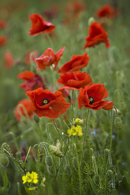 “Lest We Forget” by Jacky Parker Floral Art on Flickr.