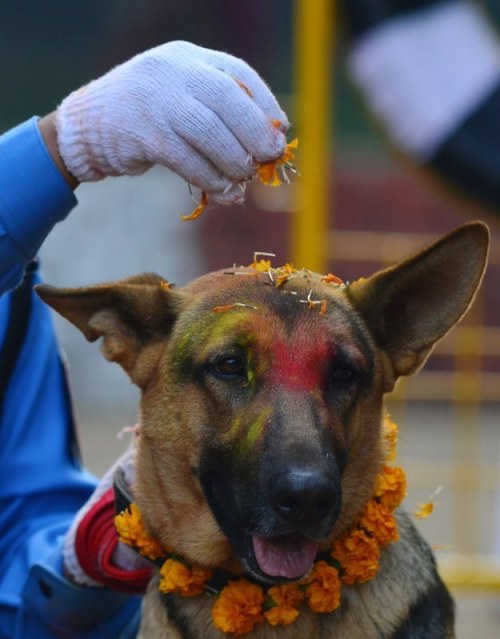 sixpenceee: The annual Tihar festival in Nepal has a day devoted solely to the celebration of man’s 