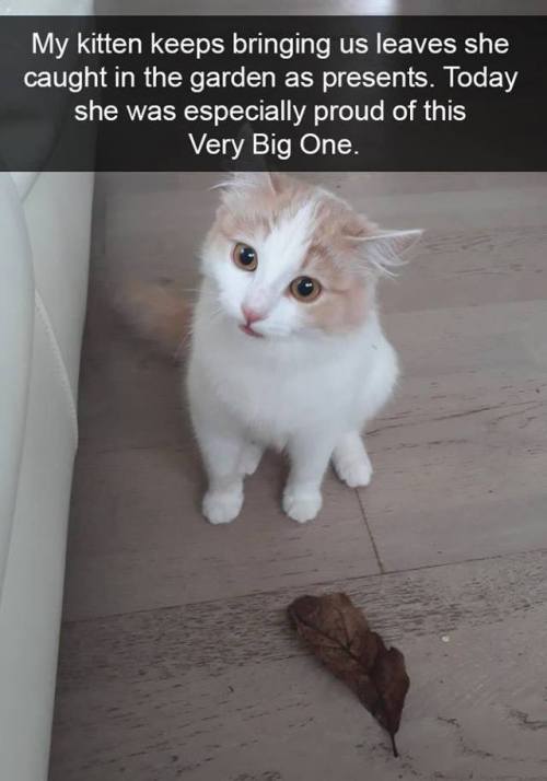 the-haven-of-fiction:thebestoftumbling:Snapcats! Cats are the best ❤️