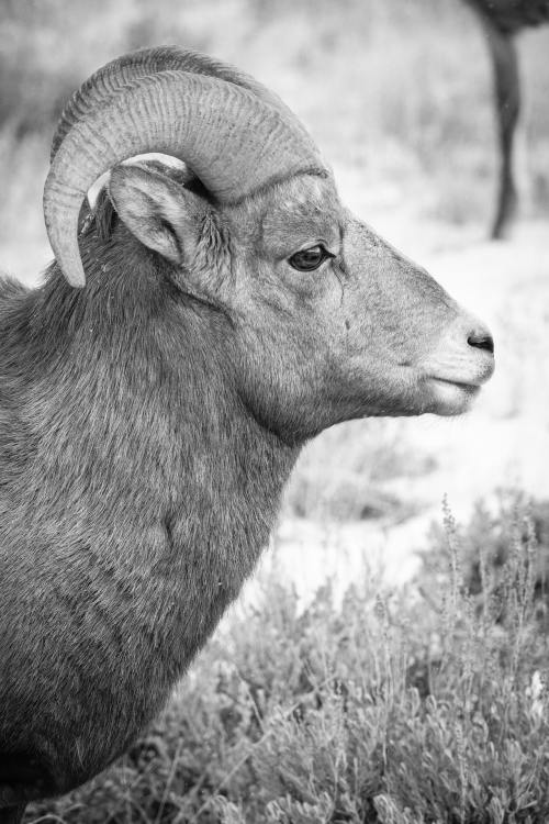 Bighorn sheep at the National Elk Refuge, Wyoming. November, 2020.