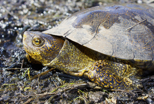 all employees must wash handspacific pond turtle (Actinemys marmorata)Contra Costa county CA Jan. 20