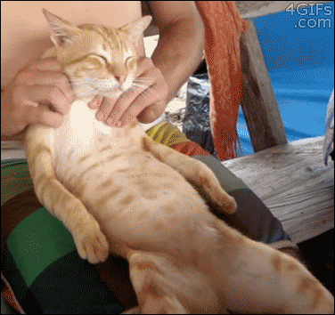funnywildlife:Ah ah yeah right there, oooh that hits the spot.