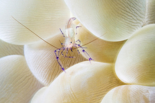 end0skeletal: Bubble Coral Shrimp (Vir philippinensis) Photo credit:  q phia, Brian, 