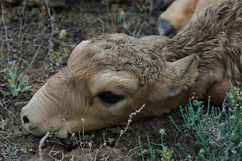 Saiga Calf (Saiga tatarica)