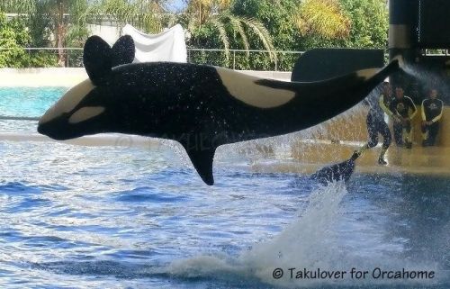 Gender: FemalePod: N/APlace of Capture: Born at SeaWorld of CaliforniaDate of Capture: Born on May 3