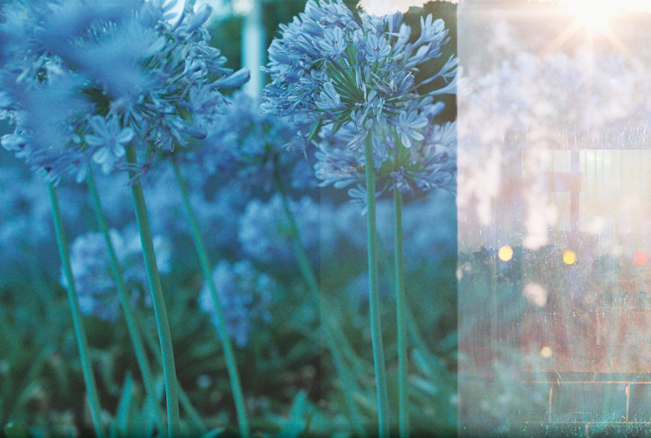 delefeglass:  Mirar atrás y que las flores no hayan pertenecido a ningún suelo