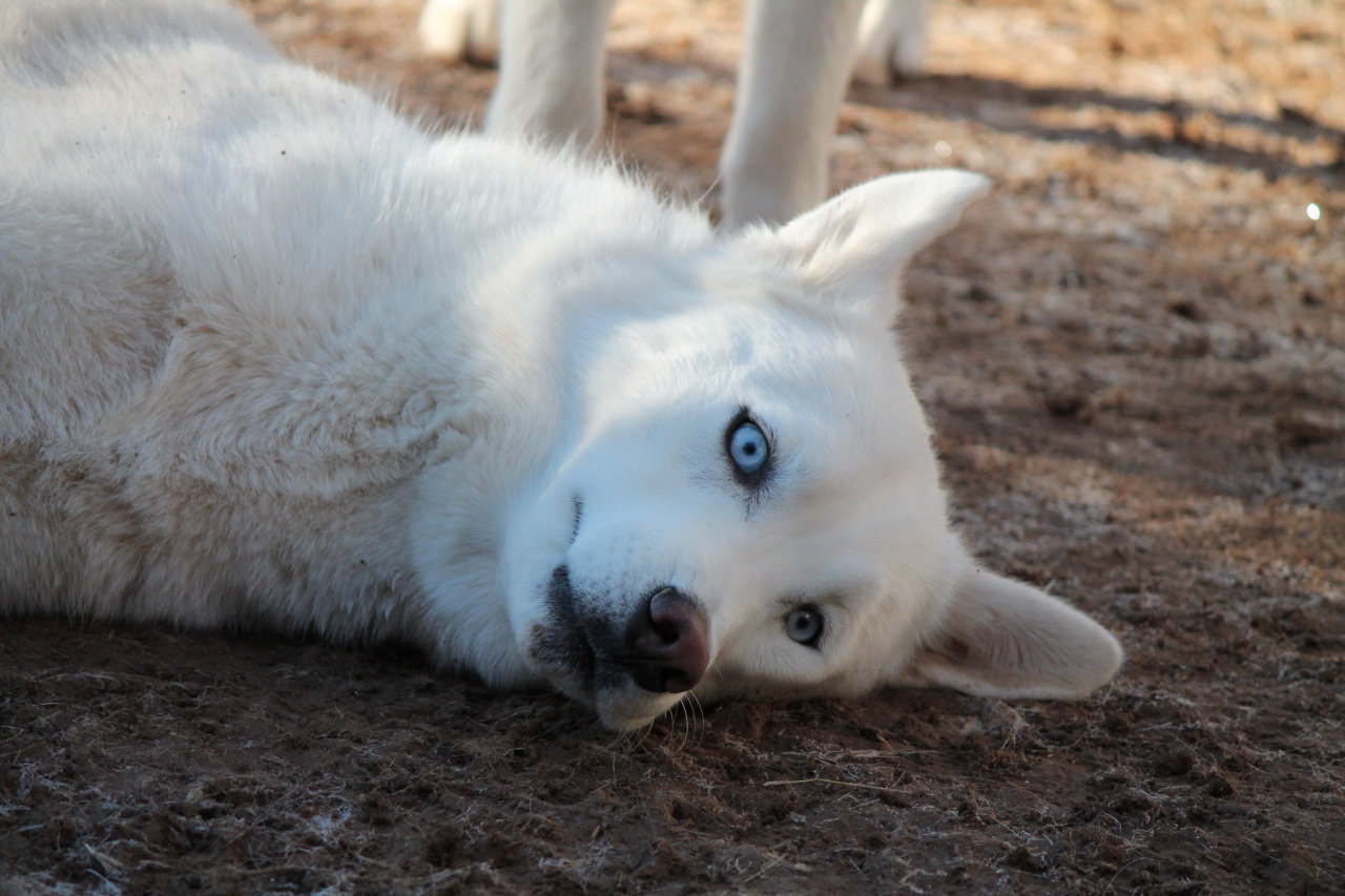 6woofs:  Time to get Loki!