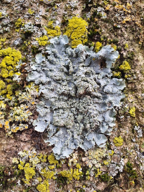 I Found Some Really Cool Lichen And Moss, Last Saturday:)