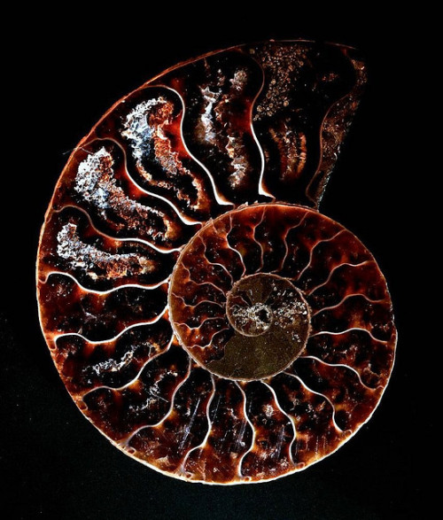 fathom-the-universe:  The beautiful fractal world of the prehistoric Ammonite The Ammonite is an extinct marine creature distantly related to the Nautilus. Ammonites are cephalopods and first appeared in the seas 415 million years ago, They are related