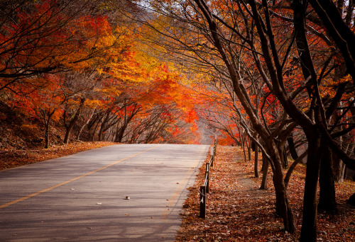  Foliage in Korea (by Anh Dinh)