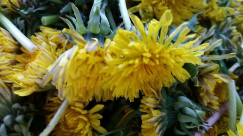 bambuita: It’s that time again to make dandelion jelly!!! A wonderful taste of homemade honey!