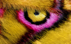 gaksdesigns:  Vibrant Macro Photographs of Butterfly Wings 